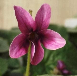 viola odorata chloe violet